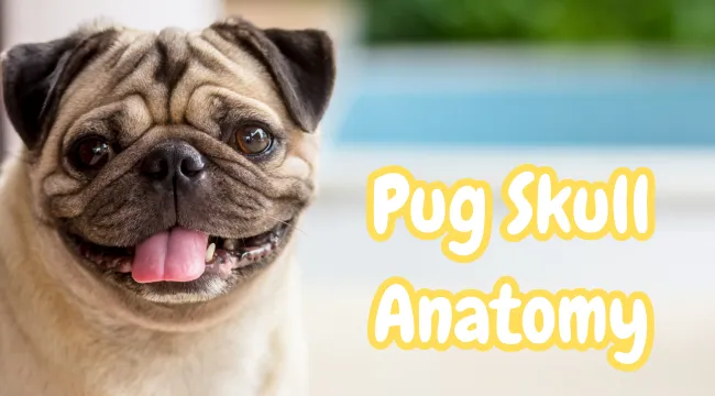 Pug Skull Anatomy