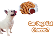 Can Dogs Eat Churros