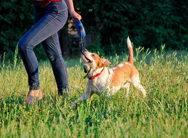 Retractable Dog Leash