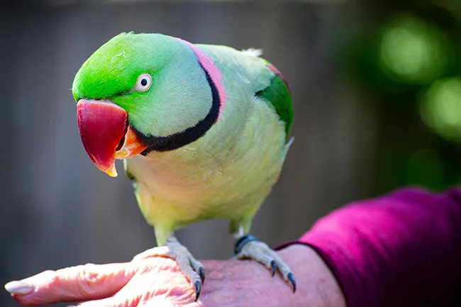 Exotic bird standing on a person's hand