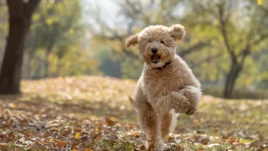 mini golden doodle