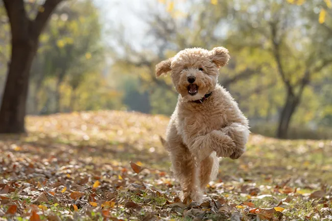 mini golden doodle