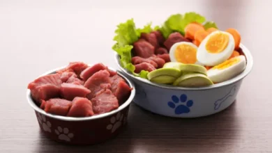 raw and organic dog foods