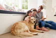 Best Dogs for Family Protection