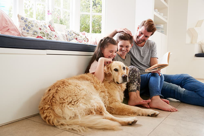 Best Dogs for Family Protection