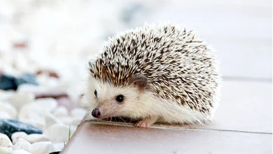 Best Small Exotic Pets for Beginners