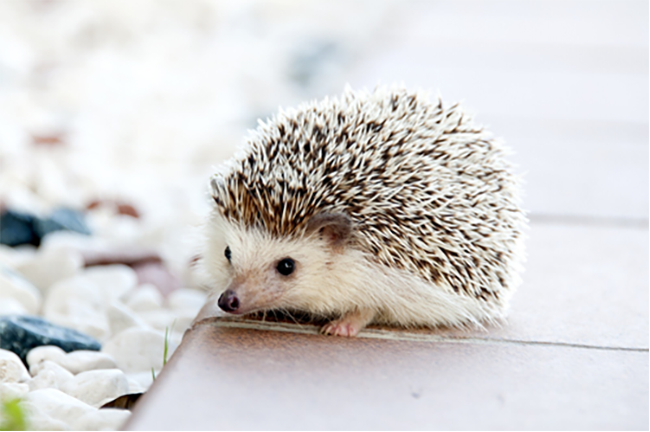 Best Small Exotic Pets for Beginners