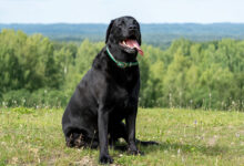 Black Labrador