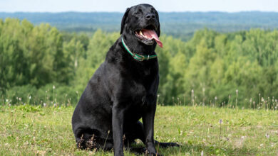 Black Labrador