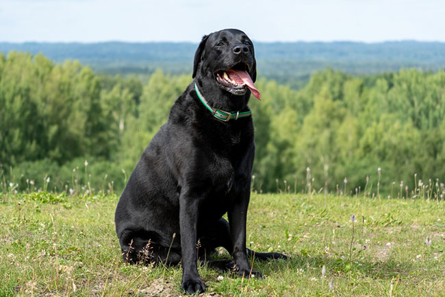 Black Labrador