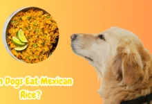 Can dogs eat Mexican rice?