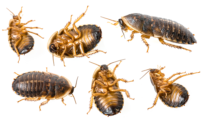 Elevate Your Pet’s Diet with Quality Dubia Roaches