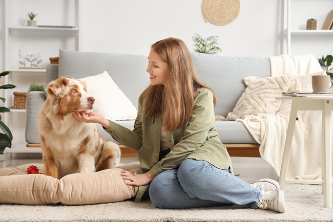 How a Dog Trainer in Sherman Oaks