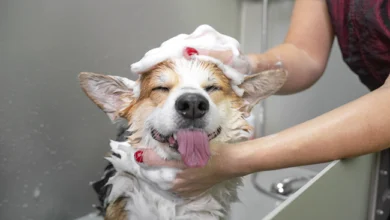 How to Choose the Best Shampoo for Different Dog Coat Types