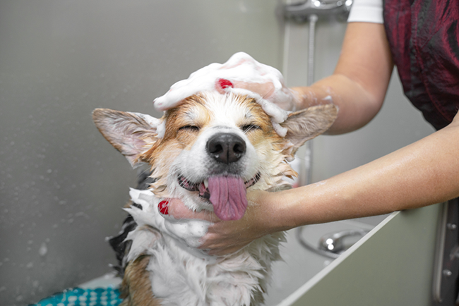 How to Choose the Best Shampoo for Different Dog Coat Types