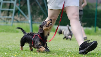 Online vs. In-Person Dog Training