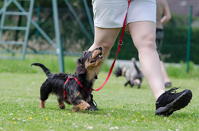 Online vs. In-Person Dog Training