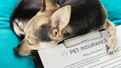 Pet Sitting Insurance