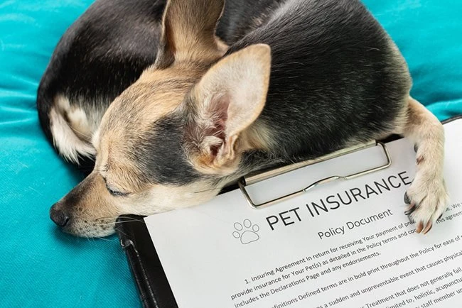 Pet Sitting Insurance