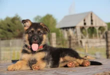 Reasons Why a Female German Shepherd is a Great Companion