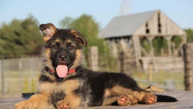 Reasons Why a Female German Shepherd is a Great Companion