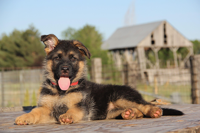 4 Reasons Why a Female German Shepherd is a Great Companion