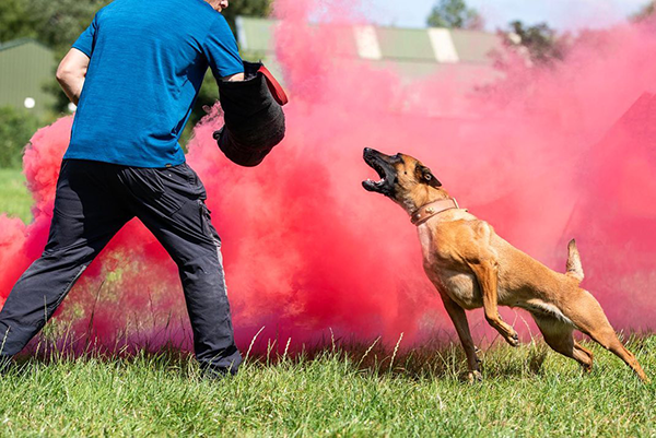 Training Family Protection Dogs