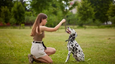 basic obedience dog training