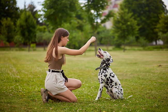 basic obedience dog training