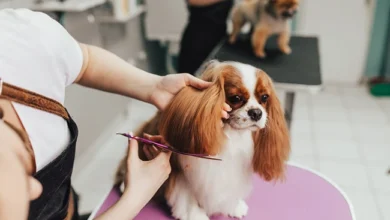 best dog salon