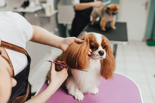 best dog salon