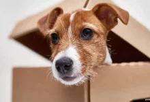 CDC Requirements for Importing Dogs