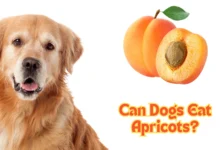 Can Dogs Eat Apricots?