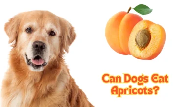 Can Dogs Eat Apricots?