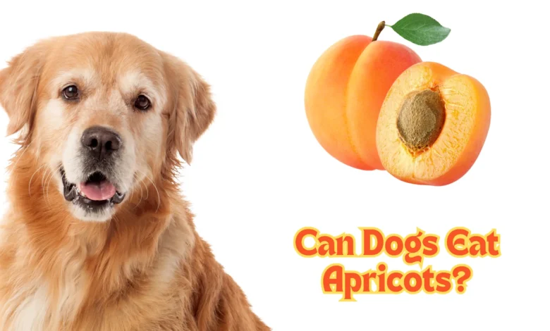 Can Dogs Eat Apricots?