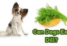 Can Dogs Eat Dill?