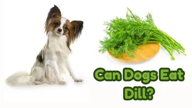 Can Dogs Eat Dill?