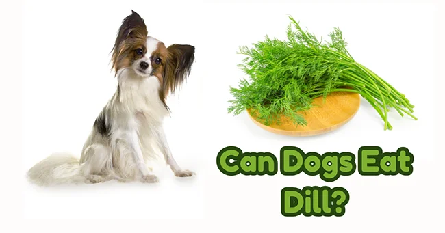 Can Dogs Eat Dill?