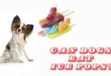 Can Dogs Eat Ice Pops