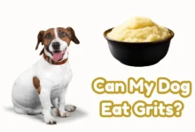 Can My Dog Eat Grits?