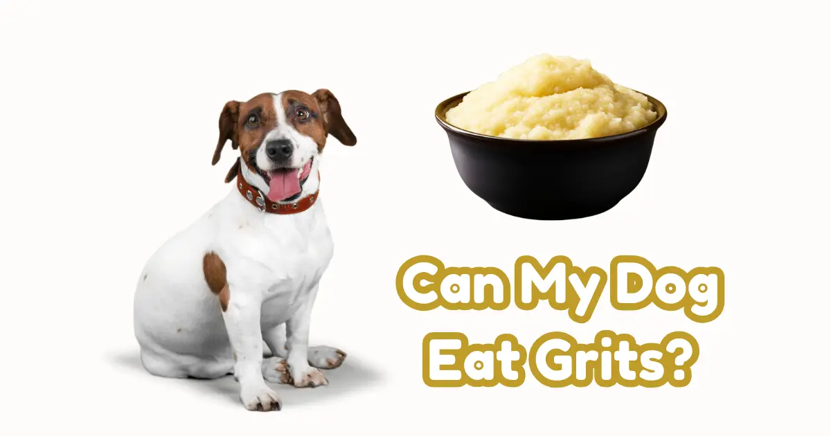 Can My Dog Eat Grits?