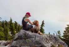 Ensuring Your Dog's Safety and Comfort on Outdoor Adventures