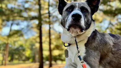 How Pet Trackers Empower Adventurous Ownership