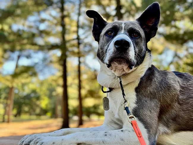 How Pet Trackers Empower Adventurous Ownership