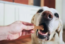 How to Identify Natural Dog Treats