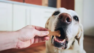 How to Identify Natural Dog Treats