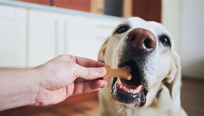 How to Identify Natural Dog Treats