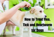 How to Treat Flea and Ticks on Dogs