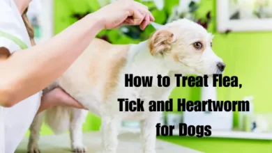 How to Treat Flea and Ticks on Dogs