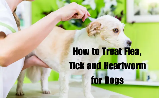 How to Treat Flea and Ticks on Dogs